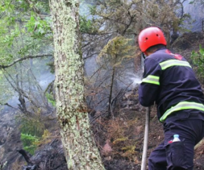 Лесные пожары в Боржомском ущелье ликвидированы